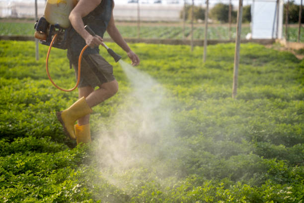 Best Wasp Removal Services  in David City, NE